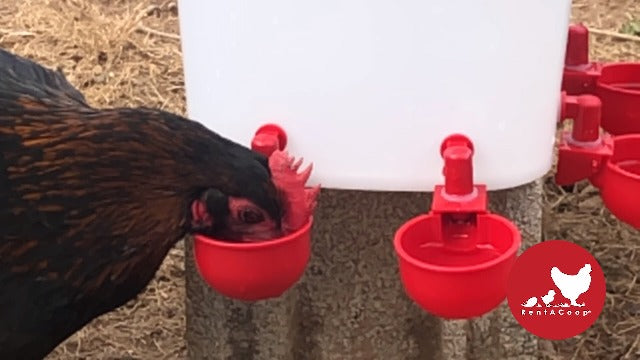 Chicken Water Cup Waterer Kit for Poultry - Pack of 6 + One Extra for Free (Total of 7)