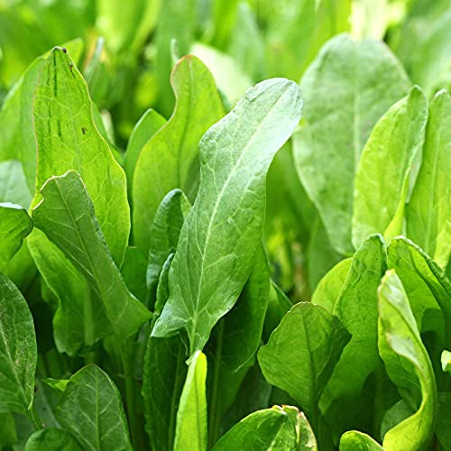 Large Leaf Sorrel Herb Seeds for Planting - 1 Gram 500+ Seeds - Non-GMO, Heirloom - Culinary Sorrel Herb Plant Seeds - Home Garden Herb Seeds - Sealed in a Beautiful Mylar Package