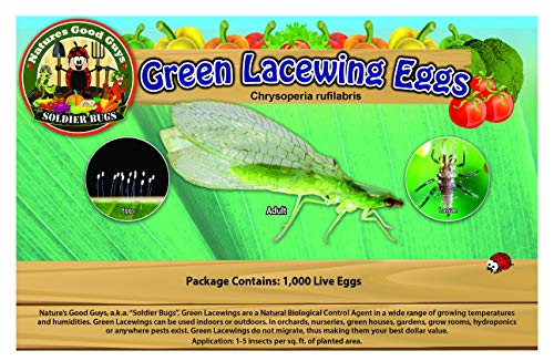 Green Lacewing 1,000 Eggs - NaturesGoodGuys