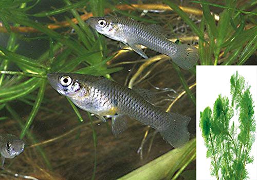 100+ Live Mosquito Fish (Koi Pond) Aquarium Feeder Fish with Hornwort Plant