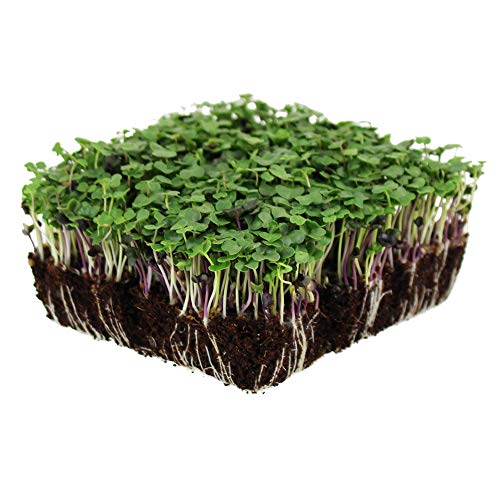 Basic Salad Mix Microgreens Seeds | Non-GMO Micro Green Seed Blend | Broccoli, Kale, Kohlrabi, Cabbage, Arugula, & More (5 Pounds)
