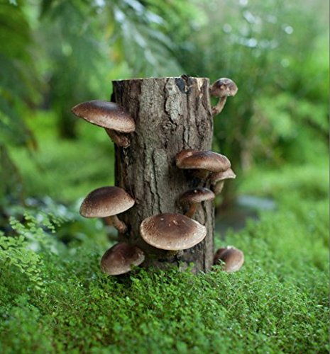 100 Shiitake 100 Mushroom Plug Spawn Edible Mycelium Plugs