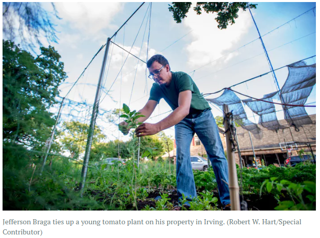 Jefferson Braga ties up a young tomato plant on his property. Robert W. Hart / Special Contributor