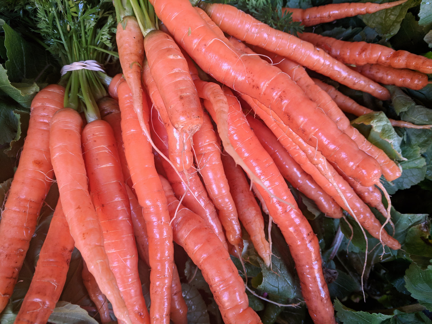 Tenderfingers Carrots
