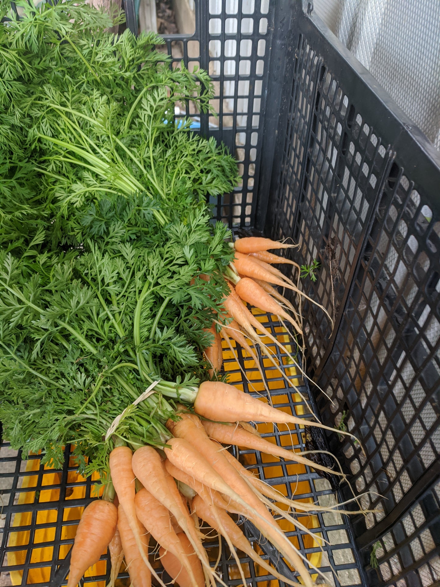 Herculean Carrots