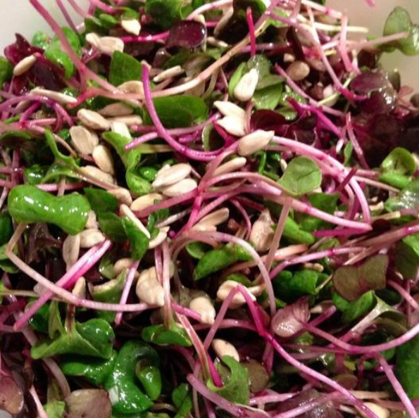 Microgreens - 3 Pack