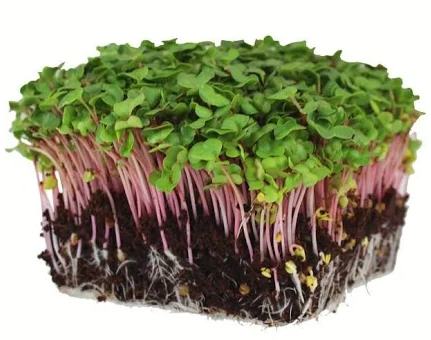 Microgreens - Single