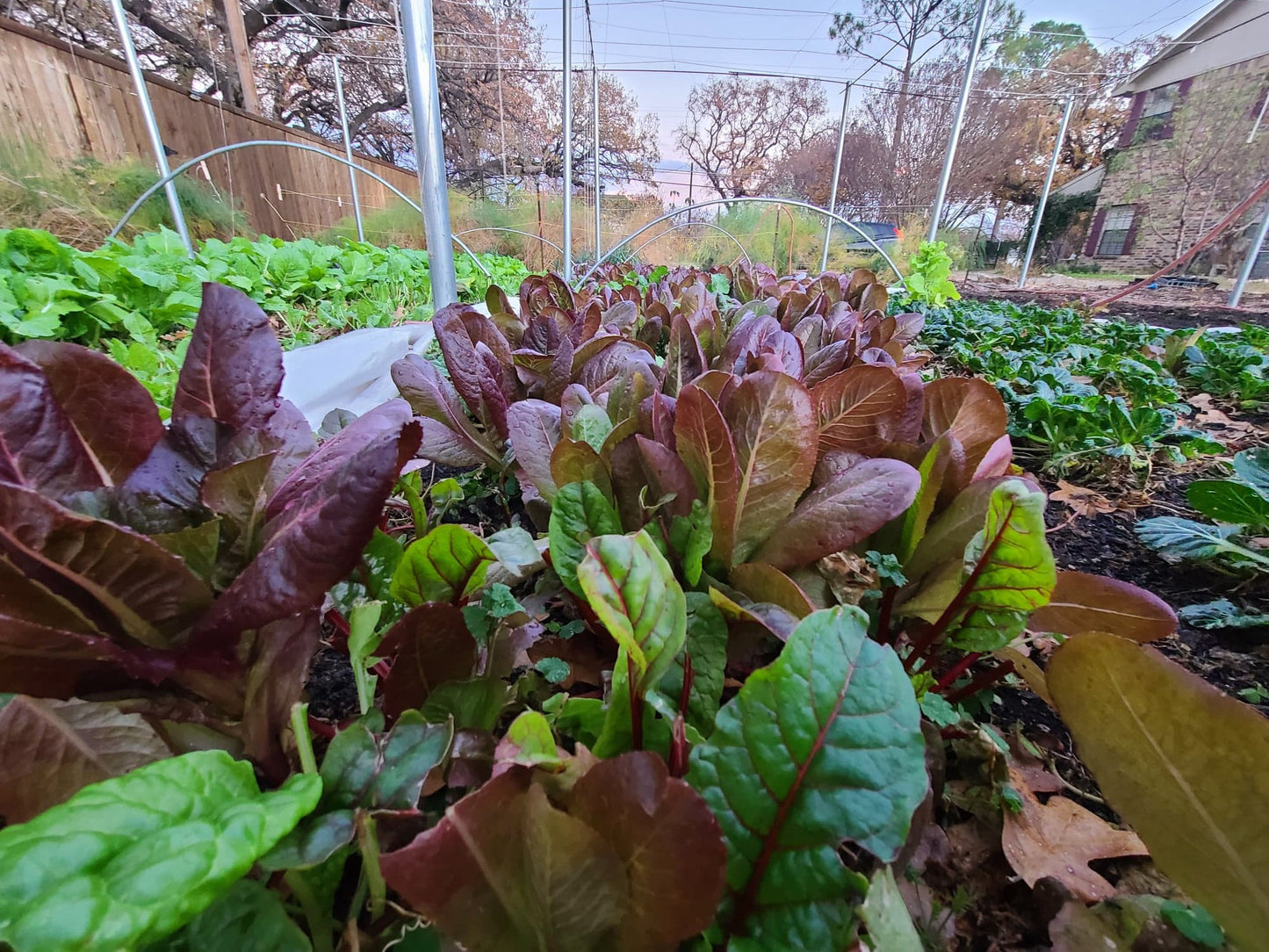 Braga Farms Salads Lettuce