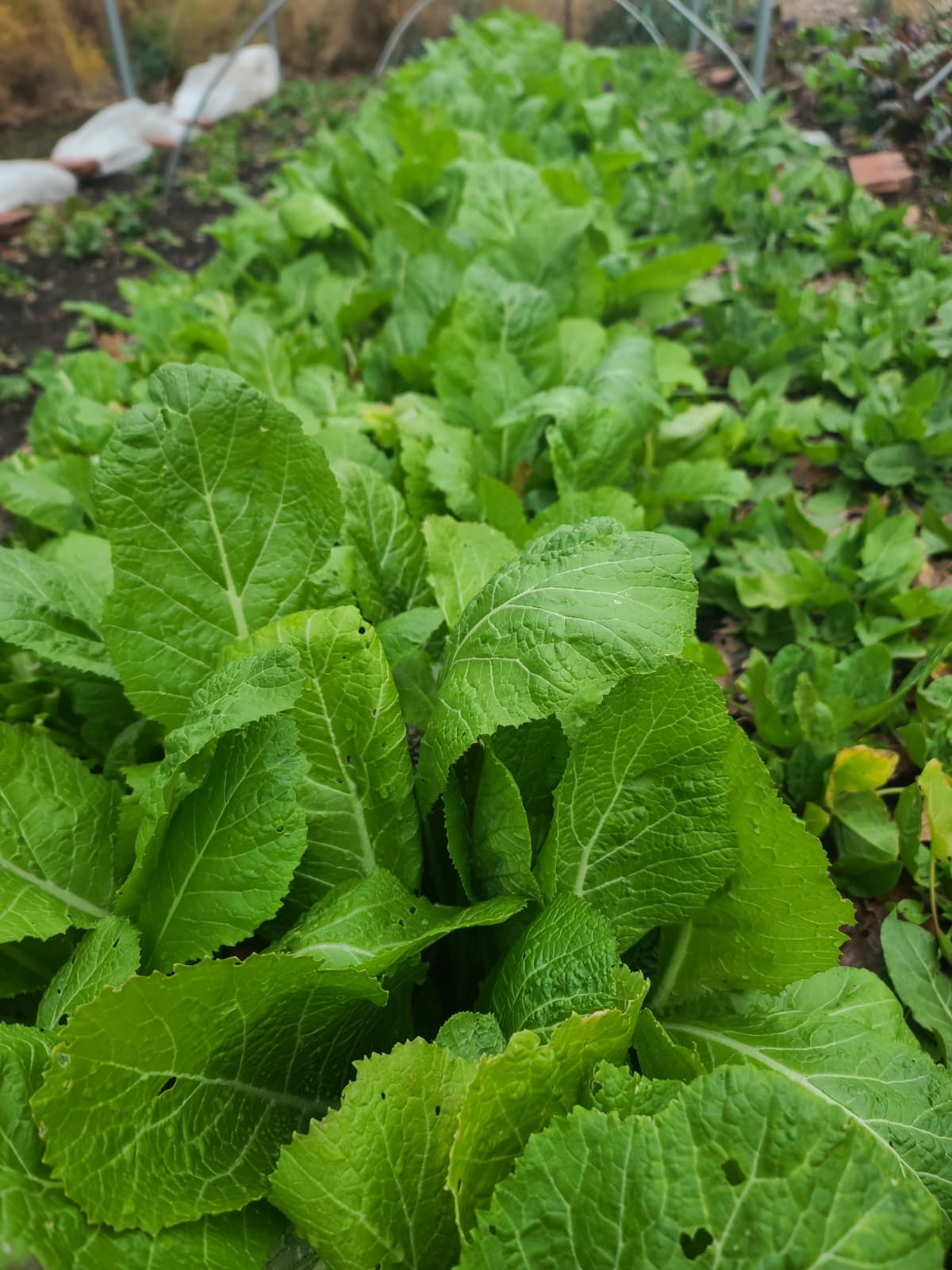 Braga Farms Salads Mustard Green Bed